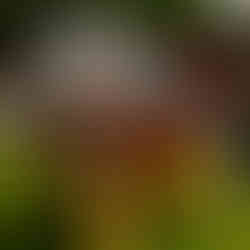 Vintage Larson and Crestliner boats on display at the 2025 Classic Larson Boat Show in Nisswa, Minnesota