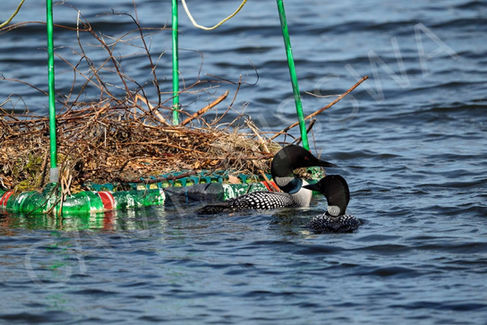 Luna & Tunes | Nisswa Lake Loons | Nisswa, MN