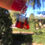 Miniatura: colibri