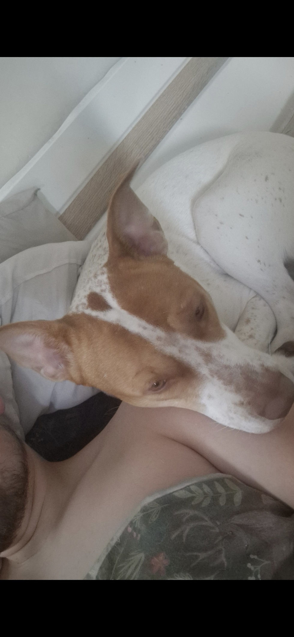Nala Image 4.jpg