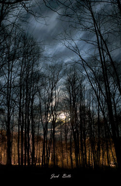 IMG_9337-AA- Moonlight-Fine'-III