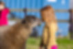 Young person greeted by a sheep