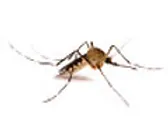 Bugs Or Us Pest Control Cambridge Waterloo Kitchener Guelph Ontario