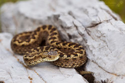 I-Vipera orsini2