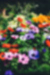 botanical-spring-daytime_edited.jpg