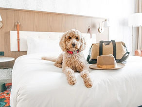 4 Must-Have Amenities to Look for in Pet-friendly hotels in San Diego ,LA and San Francisco in 2023!