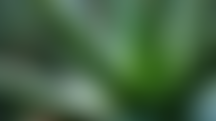 Benefícios das Bebidas de Aloe Vera para Saúde