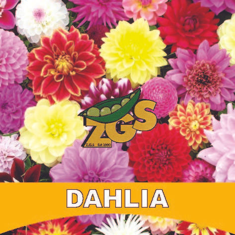 DAHLIA