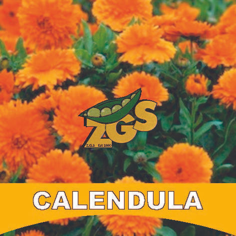 CALENDULA
