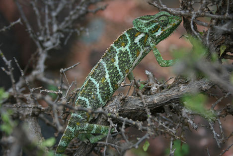 Socotra Island low res 1206-4.jpg