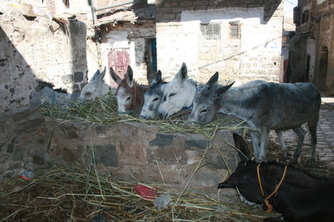 Socotra Island low res 1206-39.jpg