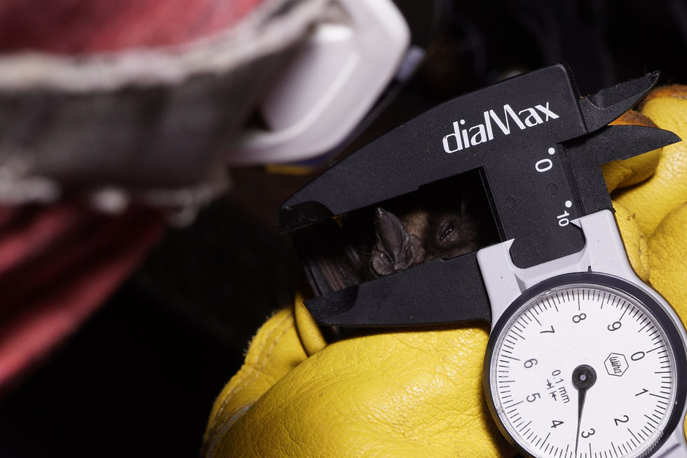 Recording morphological data