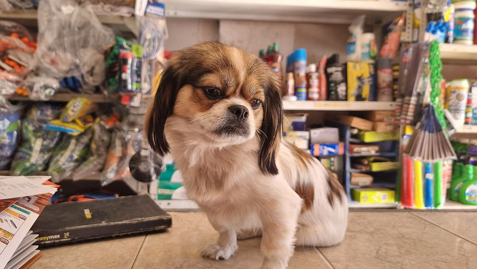 Dog