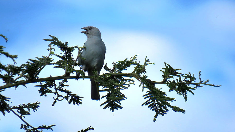 birds