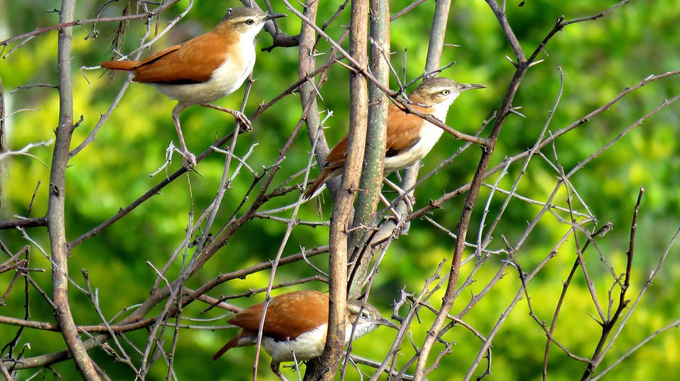 birds