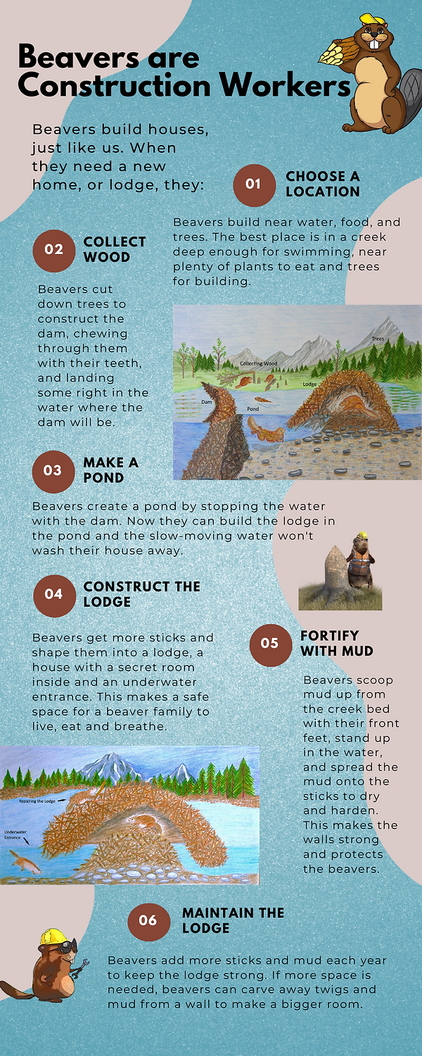 How to Build Beaver Dam Portfolio Copy.png
