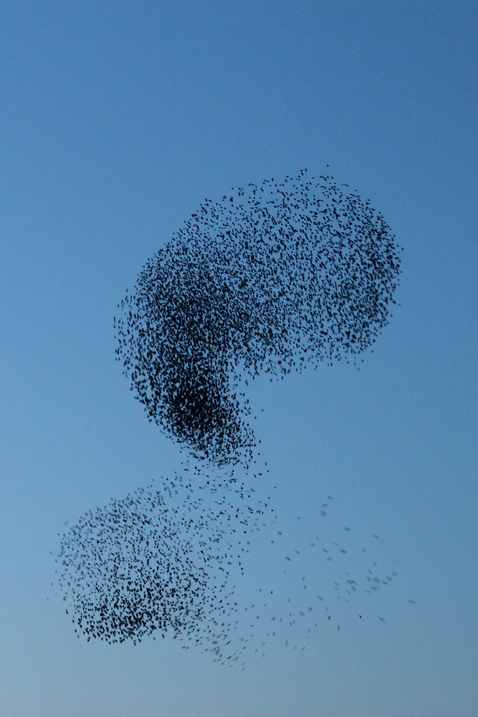 Starling Murmuration