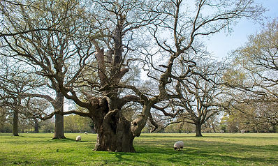 Ancient oak at Milton Park, Peterborough.