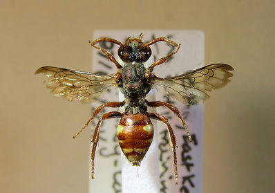Specimen of Nomada alboguttata - identified and mounted by Chris Kirby-Lambert