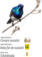 Beija flor de oustaleti.png