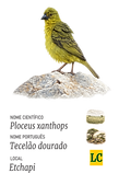 Tecelão dourado.png