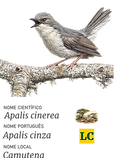 Apalis cinza.png