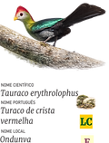 Turaco de crista.png