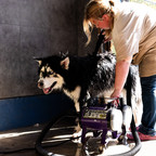 husky groom
