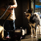 husky groom