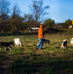 huskies