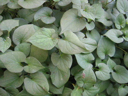 どくだみ麗健茶 400g | ibicha