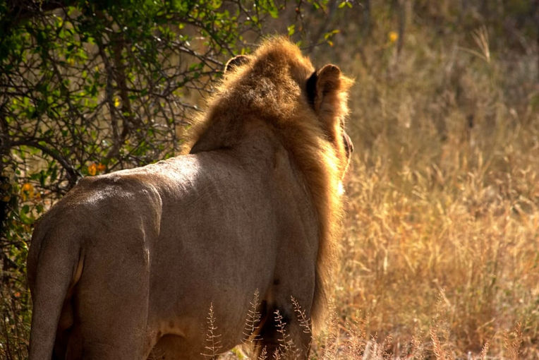 Parc National Kruger, Afrique du Sud
