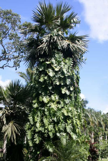 Jardins de Pamplemousses, île Maurice