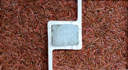 Marchés alimentaires en Asie : Cambodge, Thaïlande et Vietnam