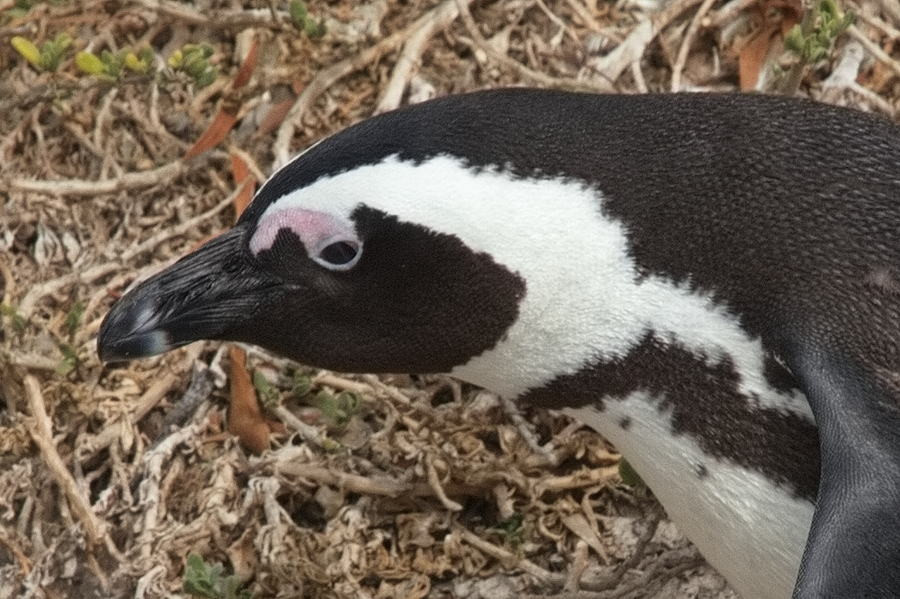 Les Manchots africains de Boulders Beach en Afrique du Sud