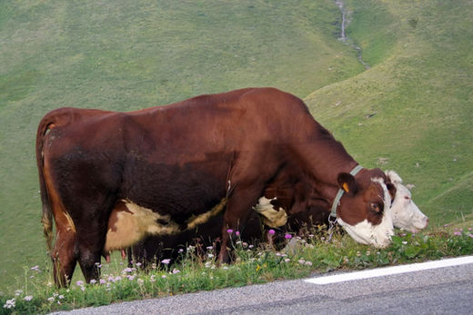 Col du Mont-Cenis (Savoie)