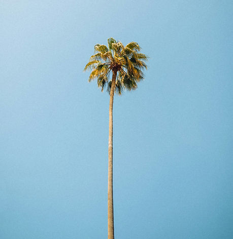 Palm Tree.jpg