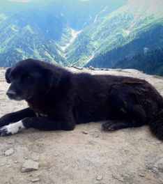 CHAMPA THE WARRIOR CANINE (1).jpg