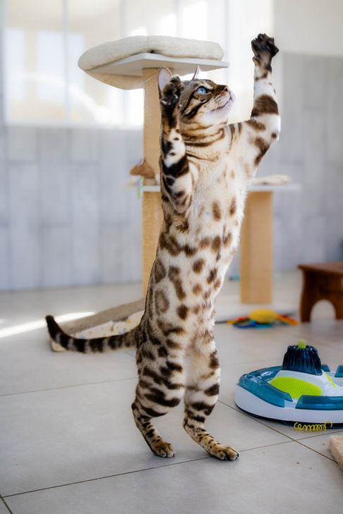 Chat debout près d’une fenêtre