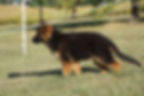 Lestat at 3 months old