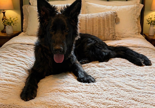 Odin 6 months old