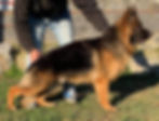 LOng Coat German Shepherds