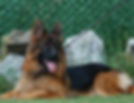 SG1 Gandalf Vom Shepherdland BH, IGP