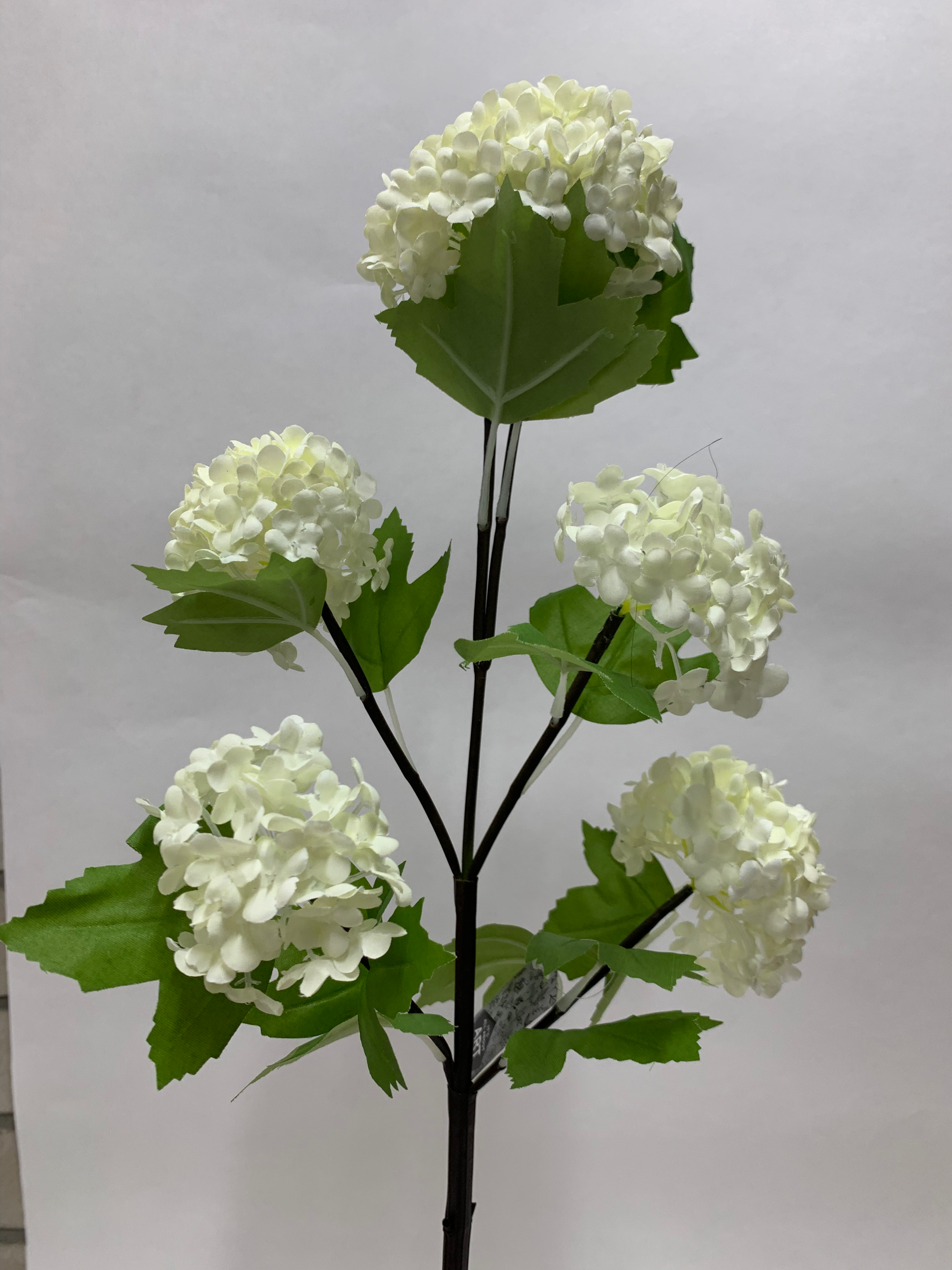 Viburnum 