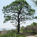 Pinus Eliottii.jpg
