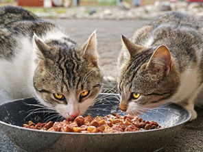 Kedilere Yaş Mama Verilmeli mi?