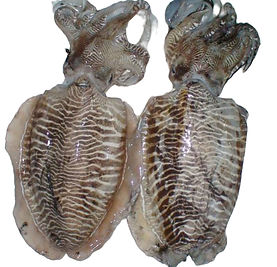 Whole round cuttlefish