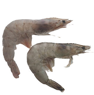 head-on Shrimps Vannemi