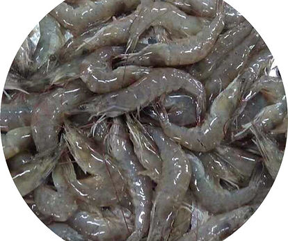 Shrimps Vannamei