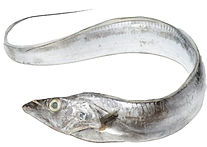 Ribbonfish
